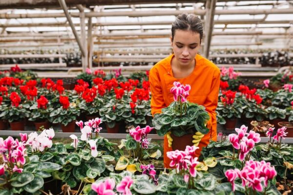 Секреты выращивания петуний от Аэлита