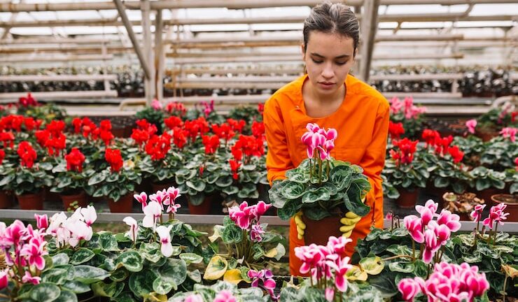 Секреты выращивания петуний от Аэлита