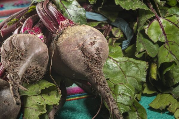Мангольд Белавинка: описание и фотографии растения