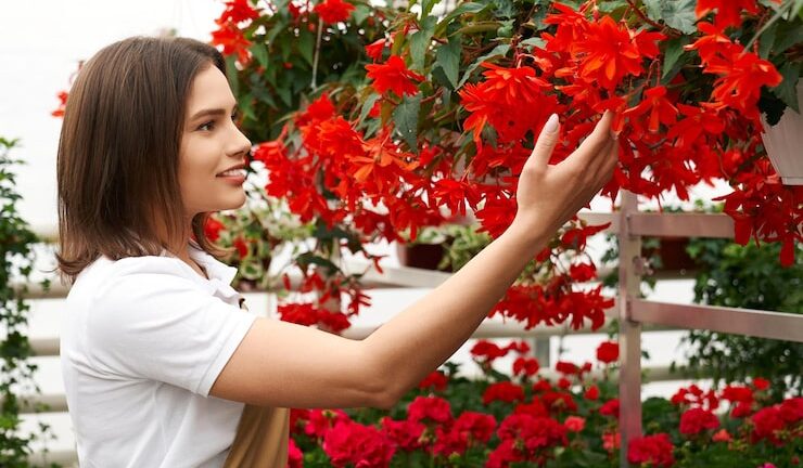 Новые сорта привычных цветов