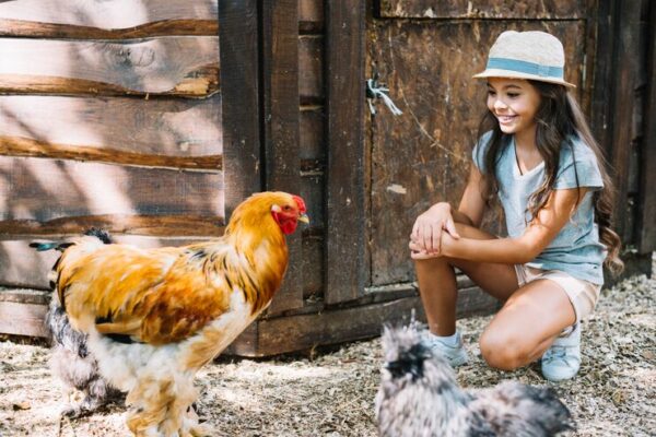 Как возвестить курятник своими руками для 50 кур