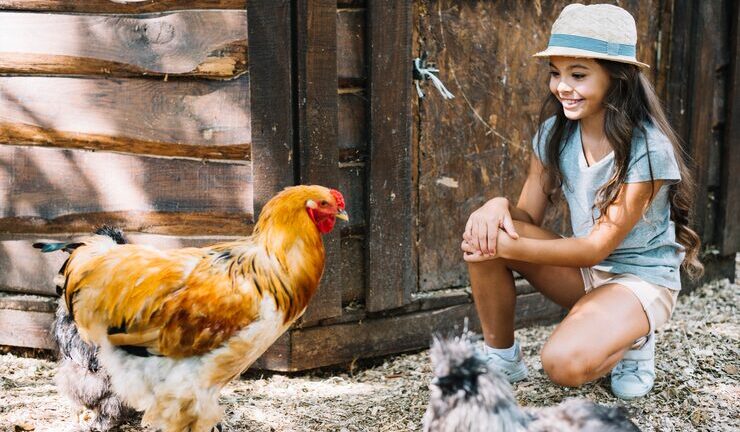 Как возвестить курятник своими руками для 50 кур